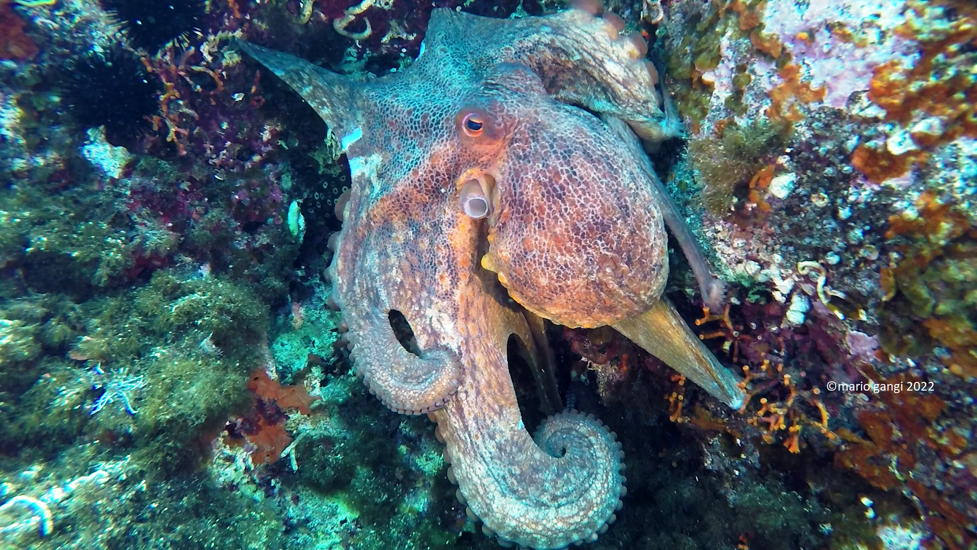 Octpus